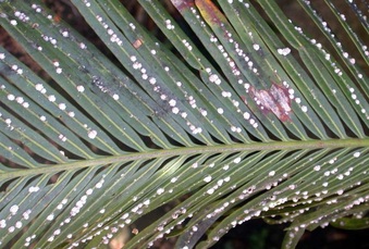 Garden Q&A: White spots on sago palm are scale insects -- and they can kill  the plant
