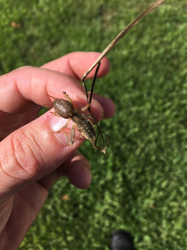 Mole Crickets Can Wreak Havoc In Zoysiagrass 2