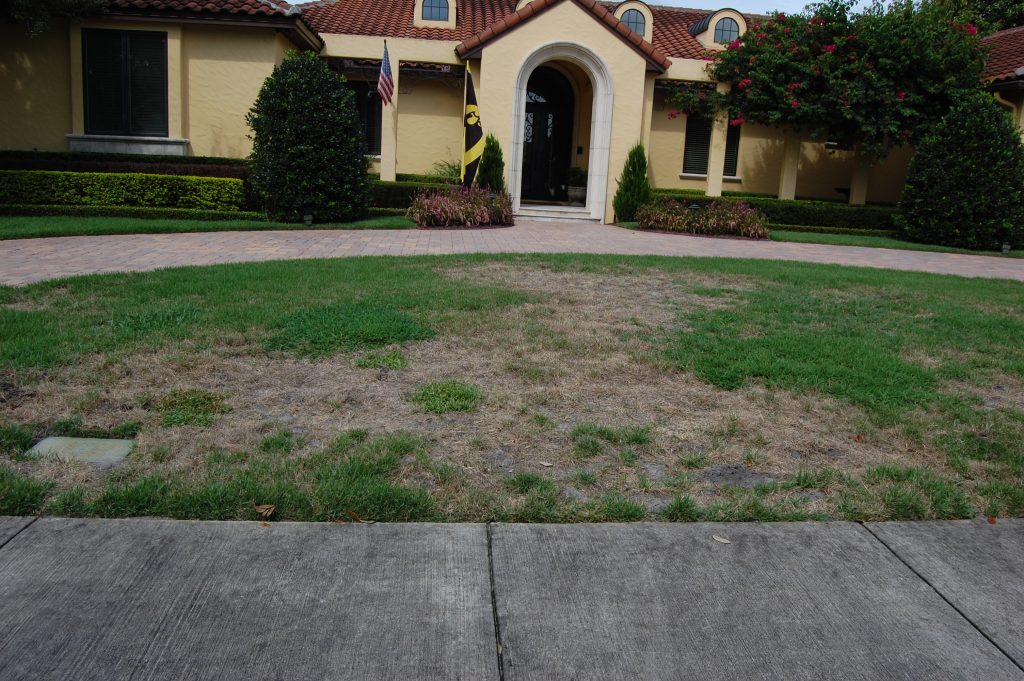 Mole Crickets Can Wreak Havoc In Zoysiagrass 1