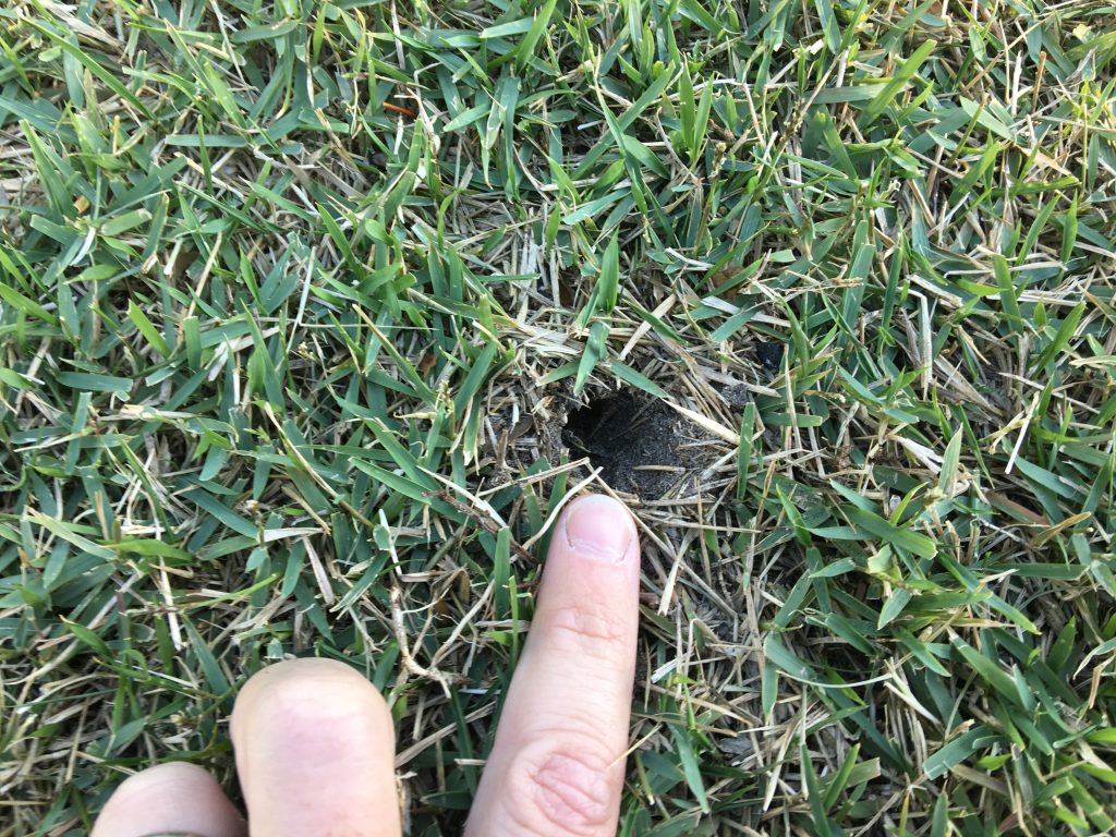 Mole Crickets Can Wreak Havoc In Zoysiagrass 5
