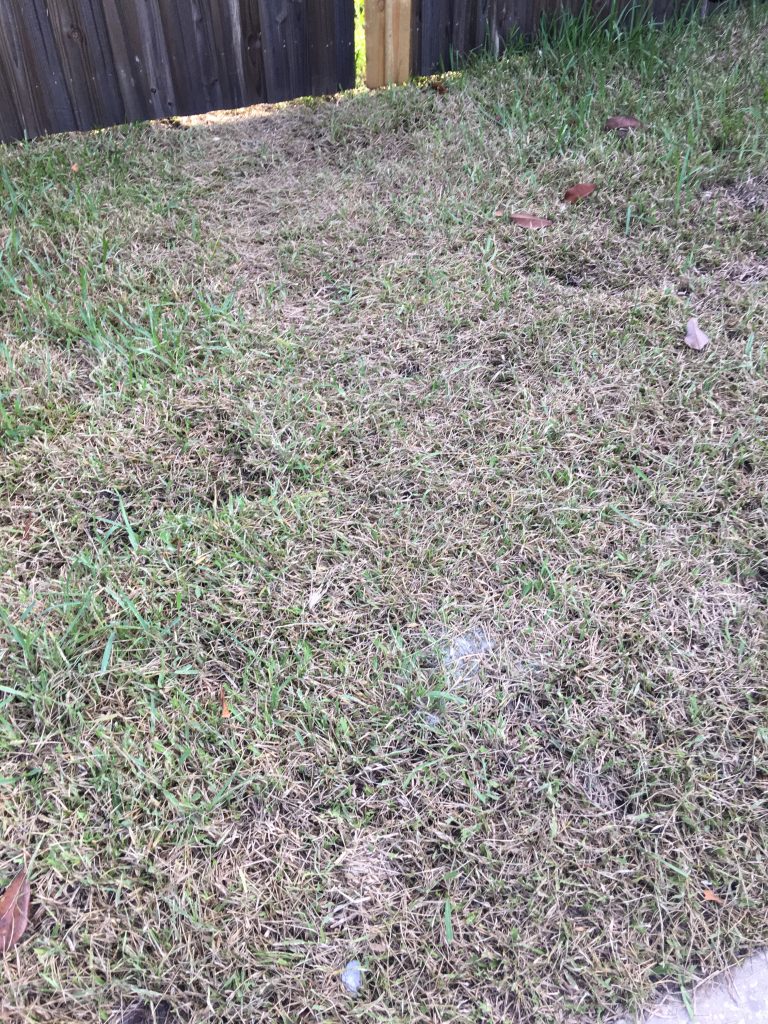 Turf Caterpillars & Moths In The Landscape 3