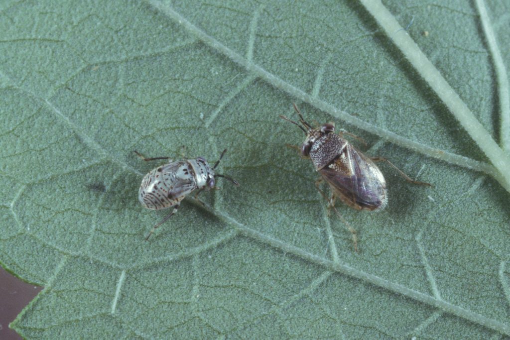 Chinch Bugs​ 41