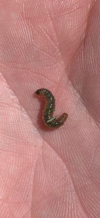 Turf Caterpillars & Moths In The Landscape 2