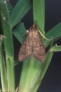 Read more about the article Turf Caterpillars & Moths In The Landscape