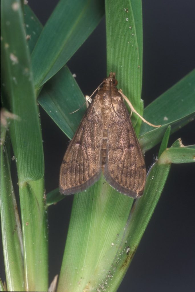 Turf Caterpillars & Moths In The Landscape 1