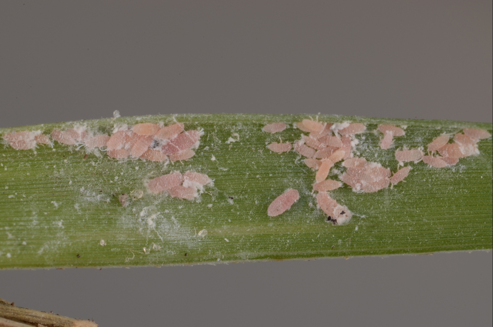 You are currently viewing Tuttle Mealybugs in Zoysiagrass