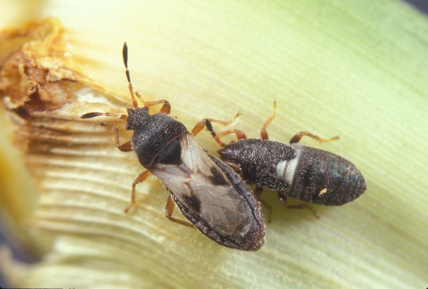 Read more about the article How to Identify, Prevent, and Control Chinch Bugs in Your Lawn