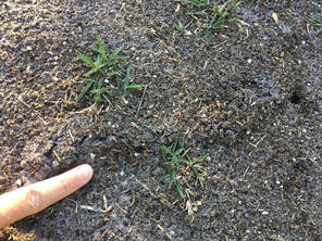 Mole Crickets Can Wreak Havoc In Zoysiagrass 3