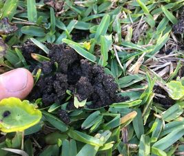 Mole Crickets Can Wreak Havoc In Zoysiagrass 4