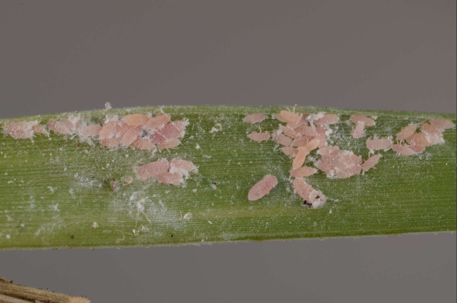 You are currently viewing Tuttle Mealybugs in Zoysiagrass