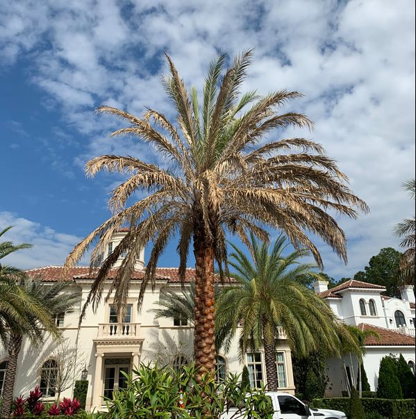 Lethal Bronzing Disease of Palm Trees 1