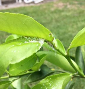Read more about the article Got Citrus Greening? Help is Here!