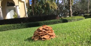 Read more about the article Eww! Slimy Mushrooms In My Lawn!