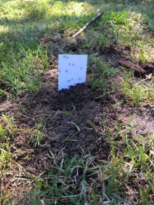 Read more about the article What’s That Mound?