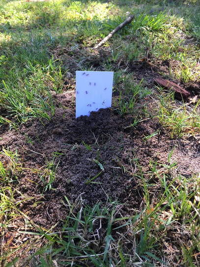 Read more about the article What’s That Mound?