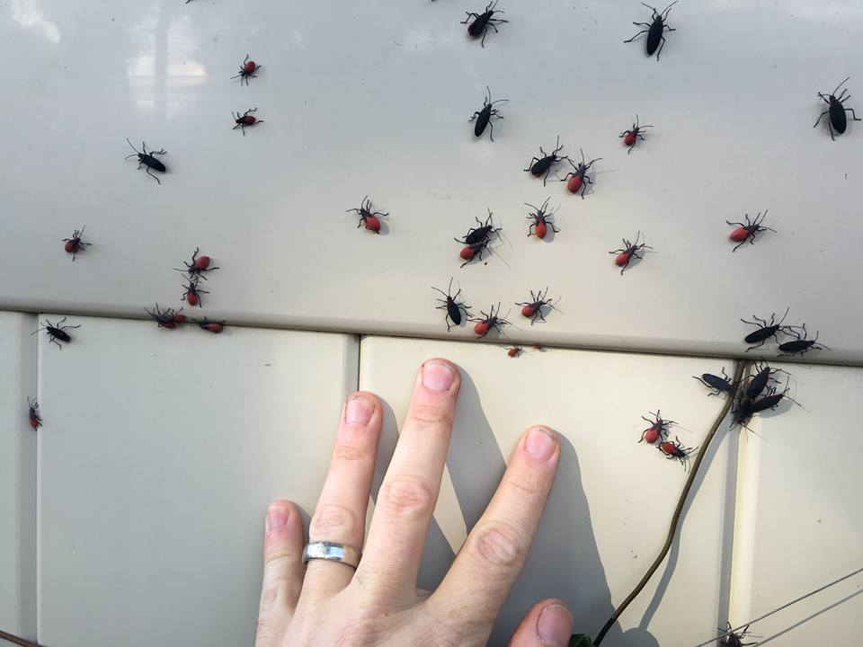 You are currently viewing Jadera Bugs Are Here Again!