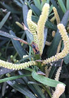 You are currently viewing What Are These Bugs On My Plants?