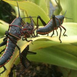 You are currently viewing Lubber Grasshoppers Are Here Again…