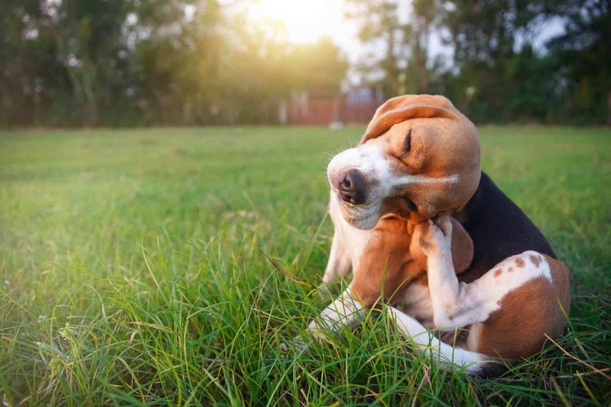 A Beagle Dog Scratching Its Ear, Highlighting the Need for Flea and Tick Control in Orlando, FL