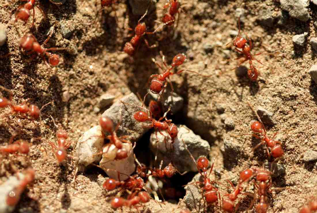 A Cluster of Red Ants on the Dirt, Highlighting the Need for Fire Ant Treatment in Orlando, FL