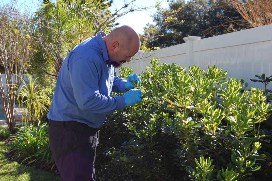 A Man Wearing Gloves Examines a Bush as Part of a Landscaping Laboratory Analysis in Orlando, FL